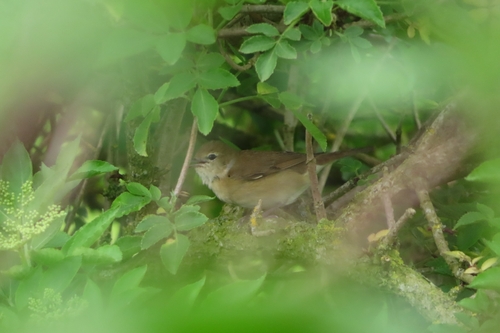 Icterine Warbler (Hippolais icterina)
