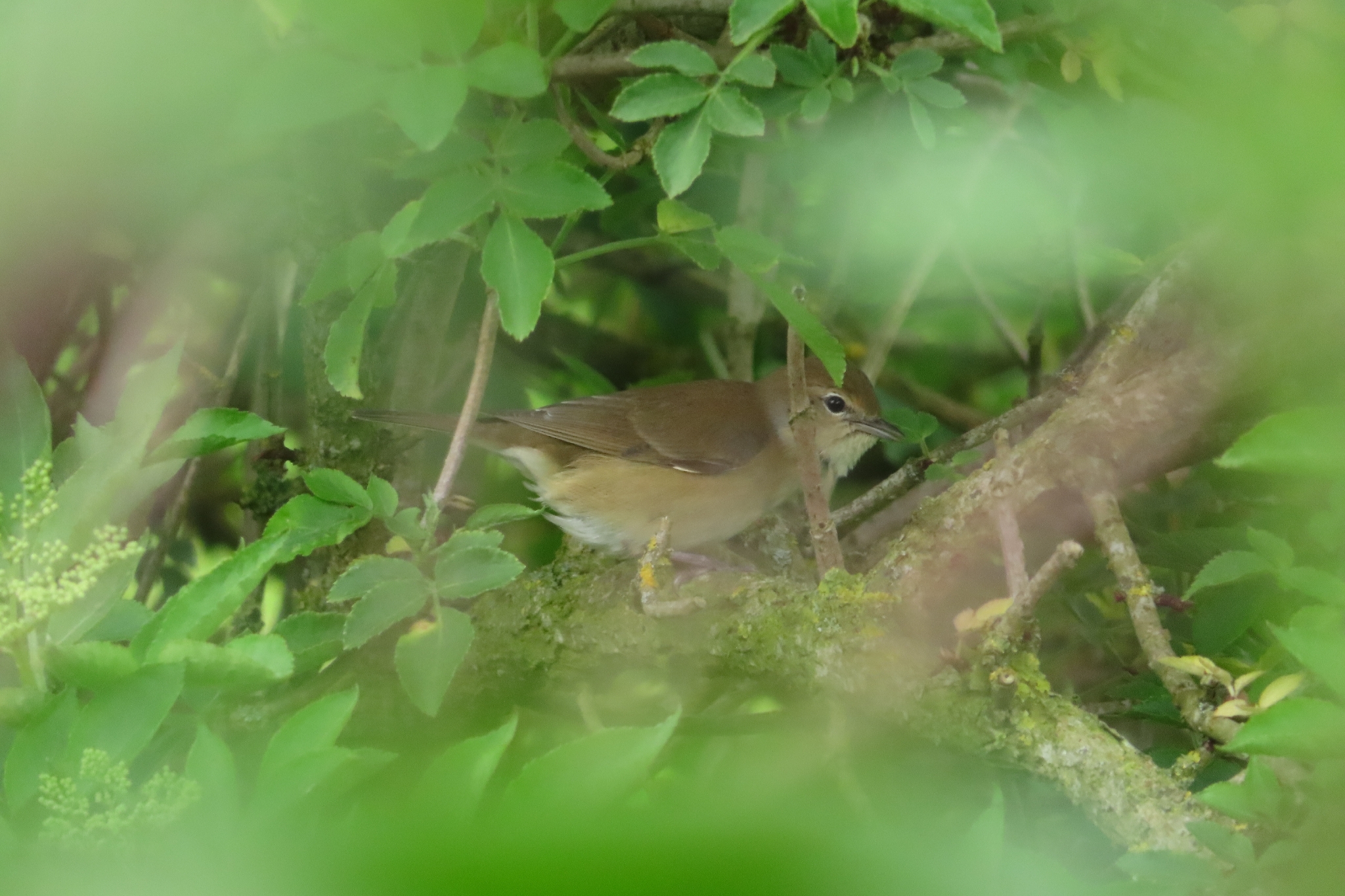 Icterine Warbler (Hippolais icterina), photo 2