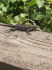 Sceloporus occidentalis