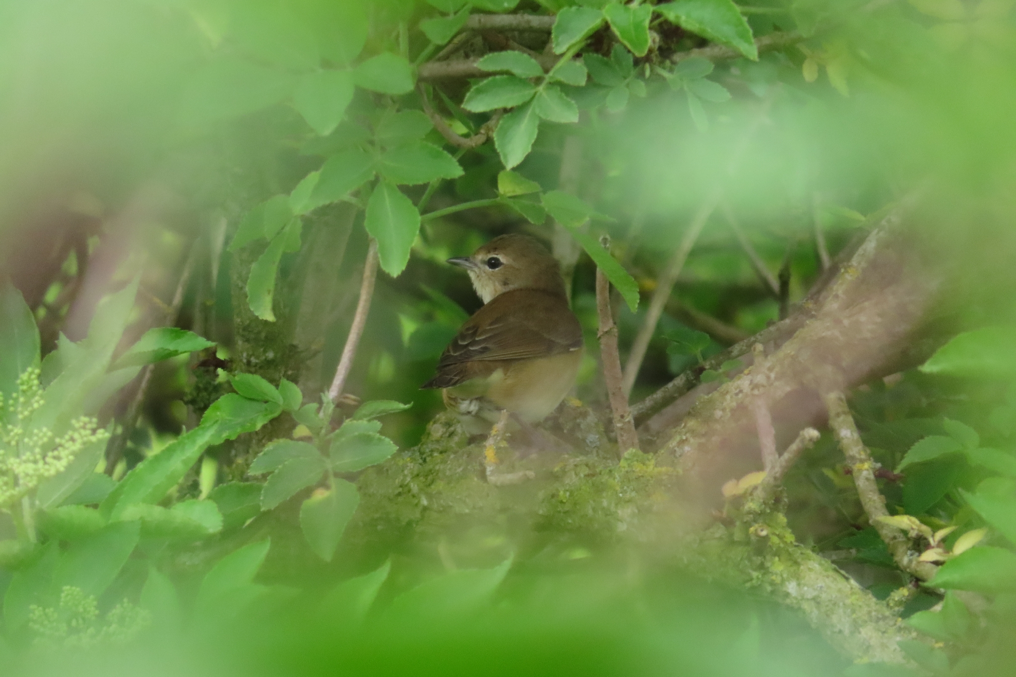 Icterine Warbler (Hippolais icterina), photo 9