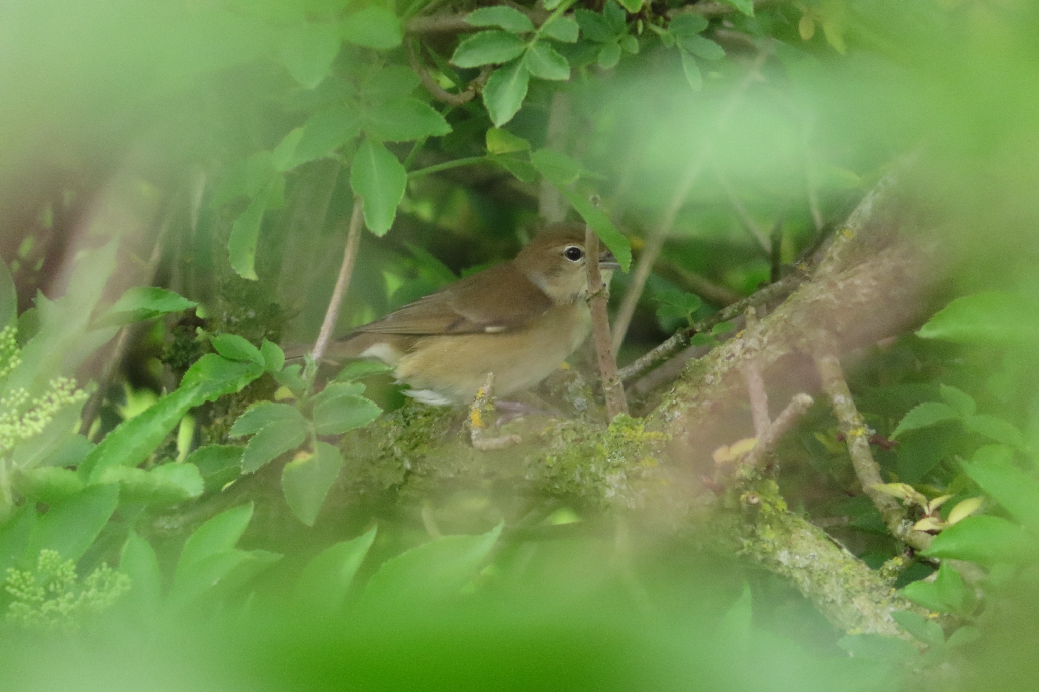 Icterine Warbler (Hippolais icterina), photo 10