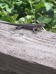 Sceloporus occidentalis