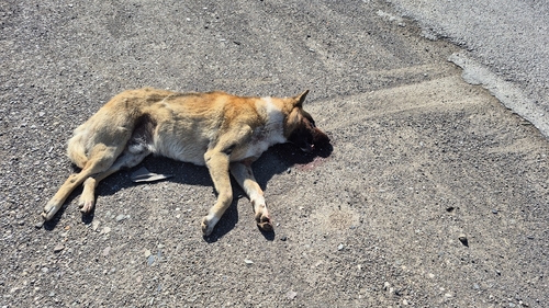 Domestic Dog