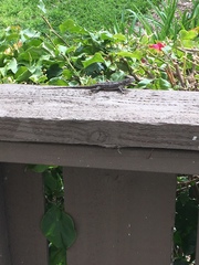 Sceloporus occidentalis