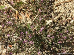 Polygala rupestris