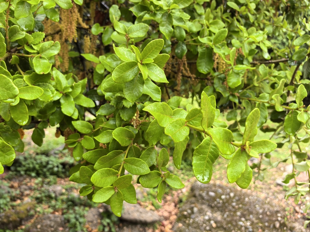 Quercus senescens (Quercus senescens)