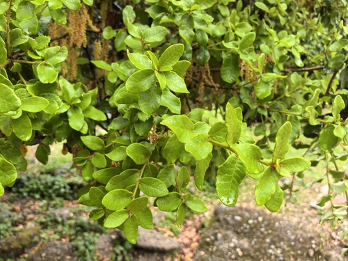 Quercus senescens (Quercus senescens)