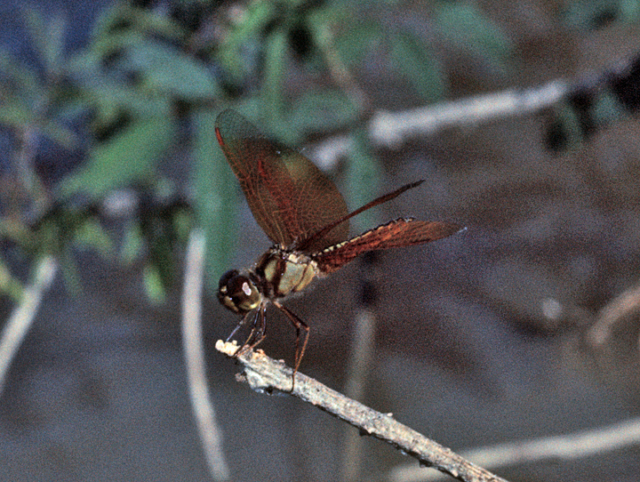 Perithemis bella