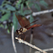 Perithemis bella - Photo (c) Dennis Paulson, some rights reserved (CC BY), uploaded by Dennis Paulson