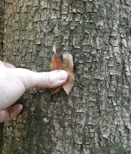 Ivory Coast almond