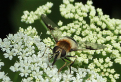 Leucozona lucorum