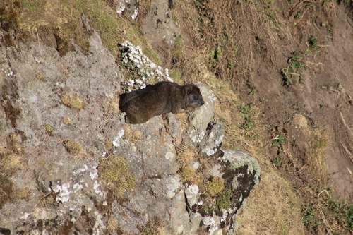 Rock Hyrax