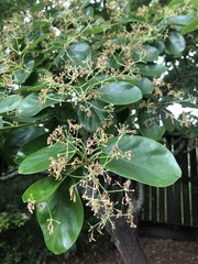 Chionanthus retusus