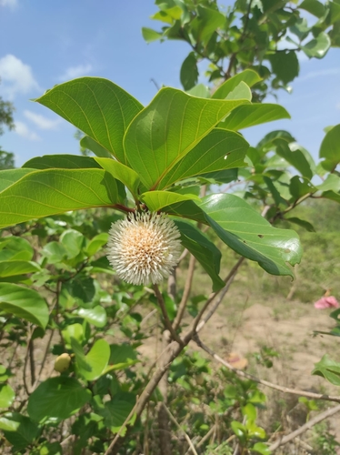 African peach