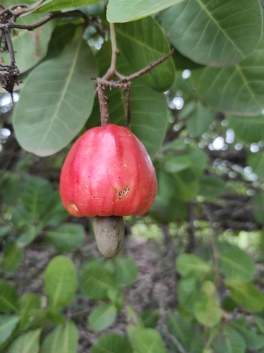 cashew
