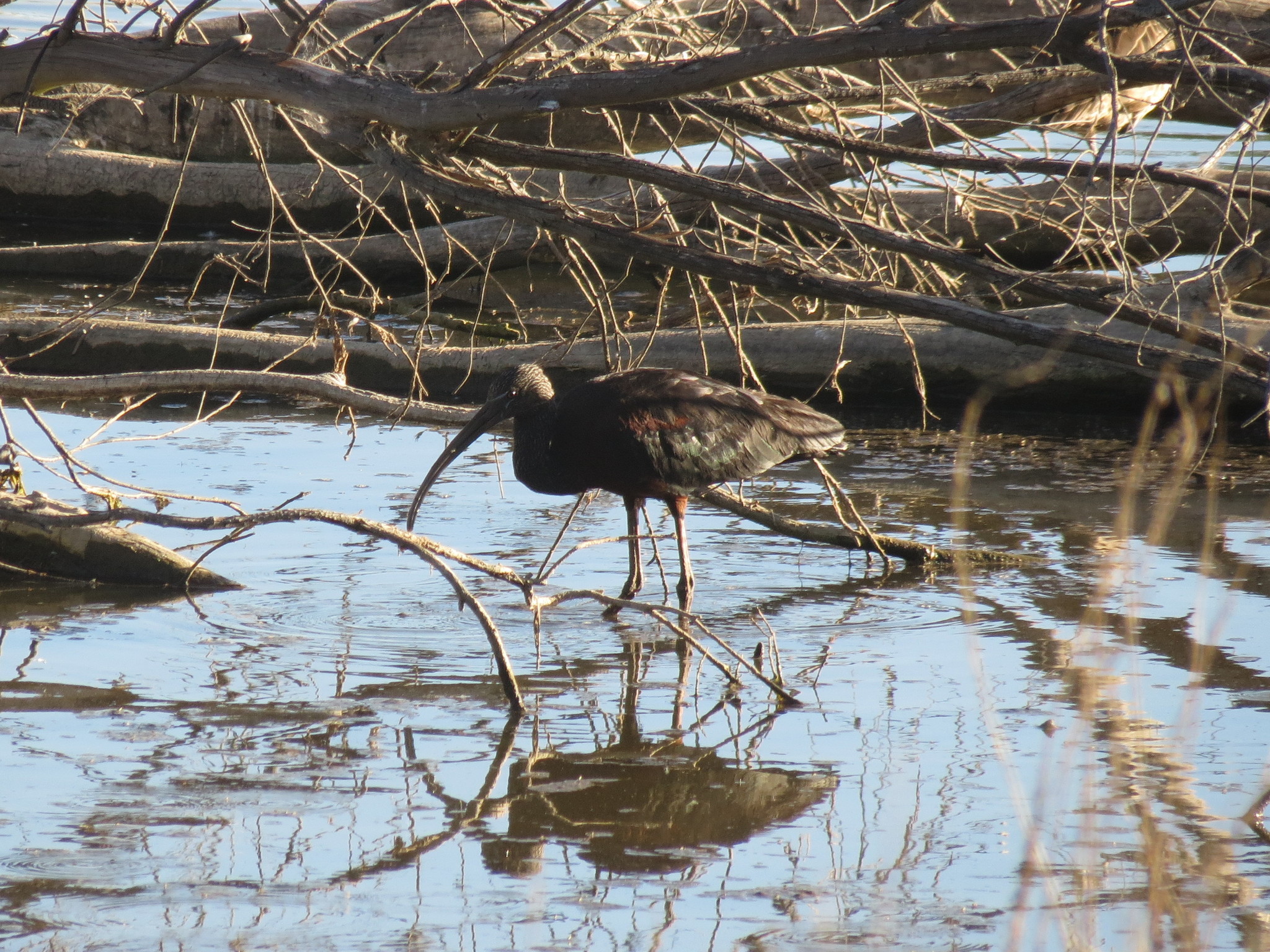 Glossy Ibis