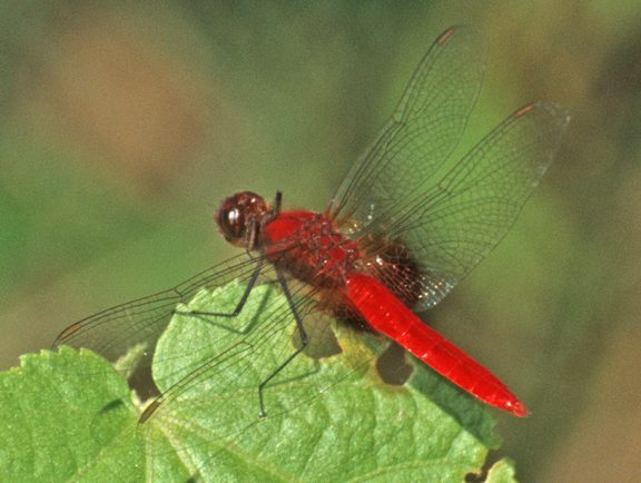 Mantled Spiderlegs
