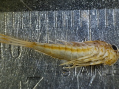 Siphlonurus