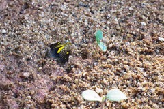 Phaeochlaena lampra