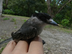 Pachyramphus rufus