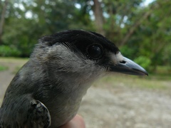 Pachyramphus rufus