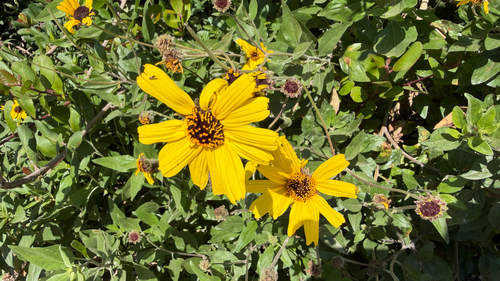 iNaturalist observation photo of California brittlebush