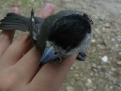 Pachyramphus rufus