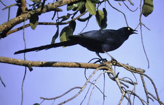 Lamprotornis caudatus