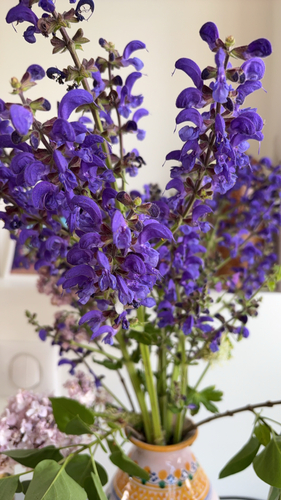Meadow Sage