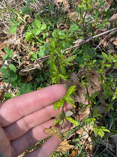 Sweetfern (Comptonia peregrina)