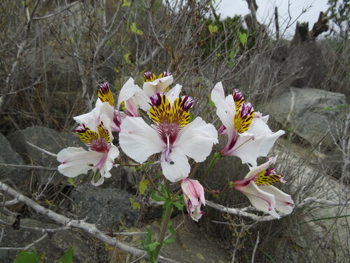 Alstroemeria magnifica, photograph 3