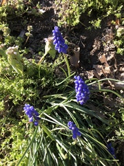 Muscari