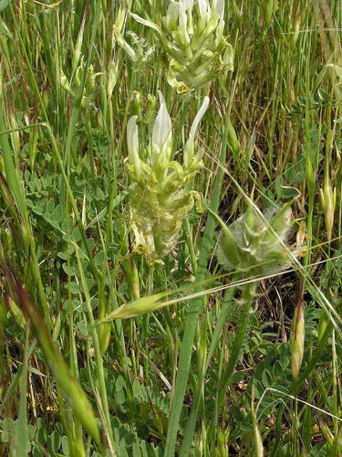 Astragalus vexillaris