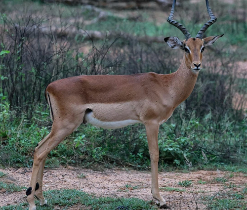 Impala