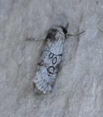 Sympistis sectiloides