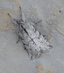 Supralathosea baboquivariensis