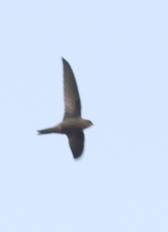 Cape Verde Swift (Apus alexandri), photo 2