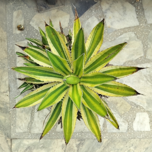 Agave lophantha Schiede ex Kunth