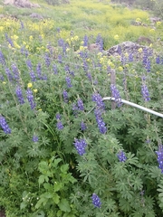 Lupinus pilosus