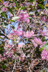 Chionanthus pubescens