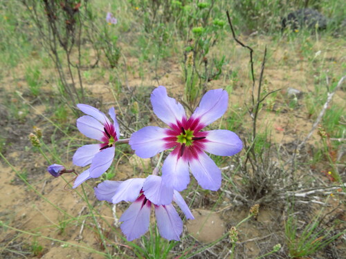 Leucocoryne coquimbensis, photograph 6