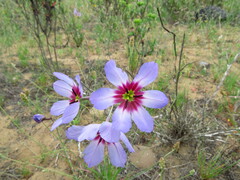 Leucocoryne coquimbensis, photograph (c) Nicolás Lavandero, some rights reserved (CC BY)