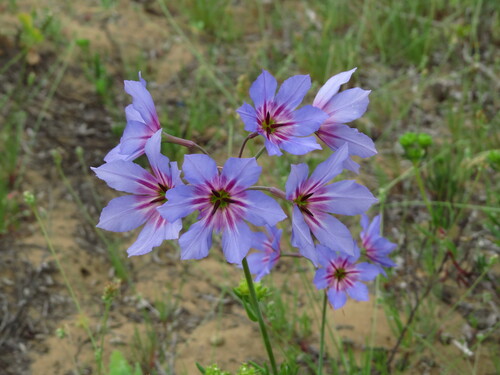 Leucocoryne coquimbensis, photograph 5