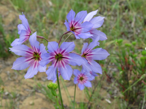 Leucocoryne coquimbensis, photograph 4