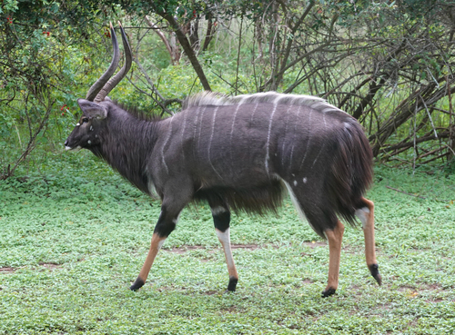 Nyala