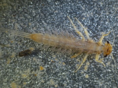 Leptophlebia