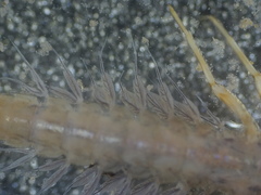 Leptophlebia