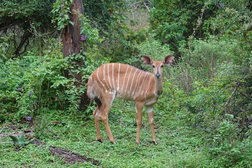 Nyala