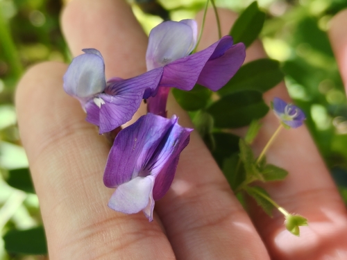 Vicia bungei, 2026-05-05