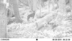 Canis lupus crassodon